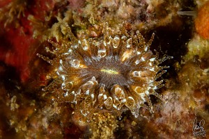 Balanophyllia europaea-9712