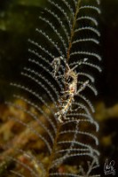 Caprella sp, Aglaophenia octodonta -9095