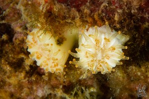 Caryophyllia inornata-9702