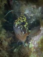 Epinephelus marginatus-0036