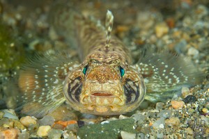 Gobius geniporus-9224