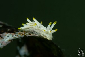 Goniodorildella (Okenia) picoensis-9184