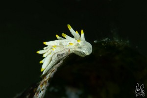 Goniodorildella (Okenia) picoensis-9185