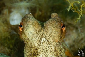 Octopus vulgaris-9863